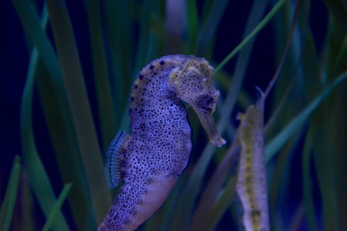 Seahorse: Life, Habitat, Reproduction, Enemies