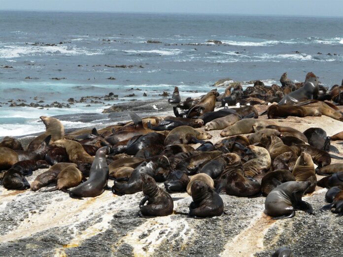 Seals: Description, Habitat, Interesting Facts