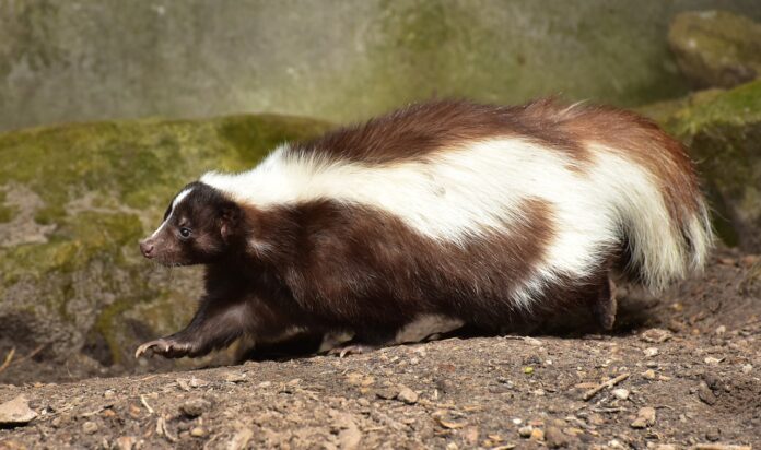 Skunk: Description, Habitat, Interesting Facts