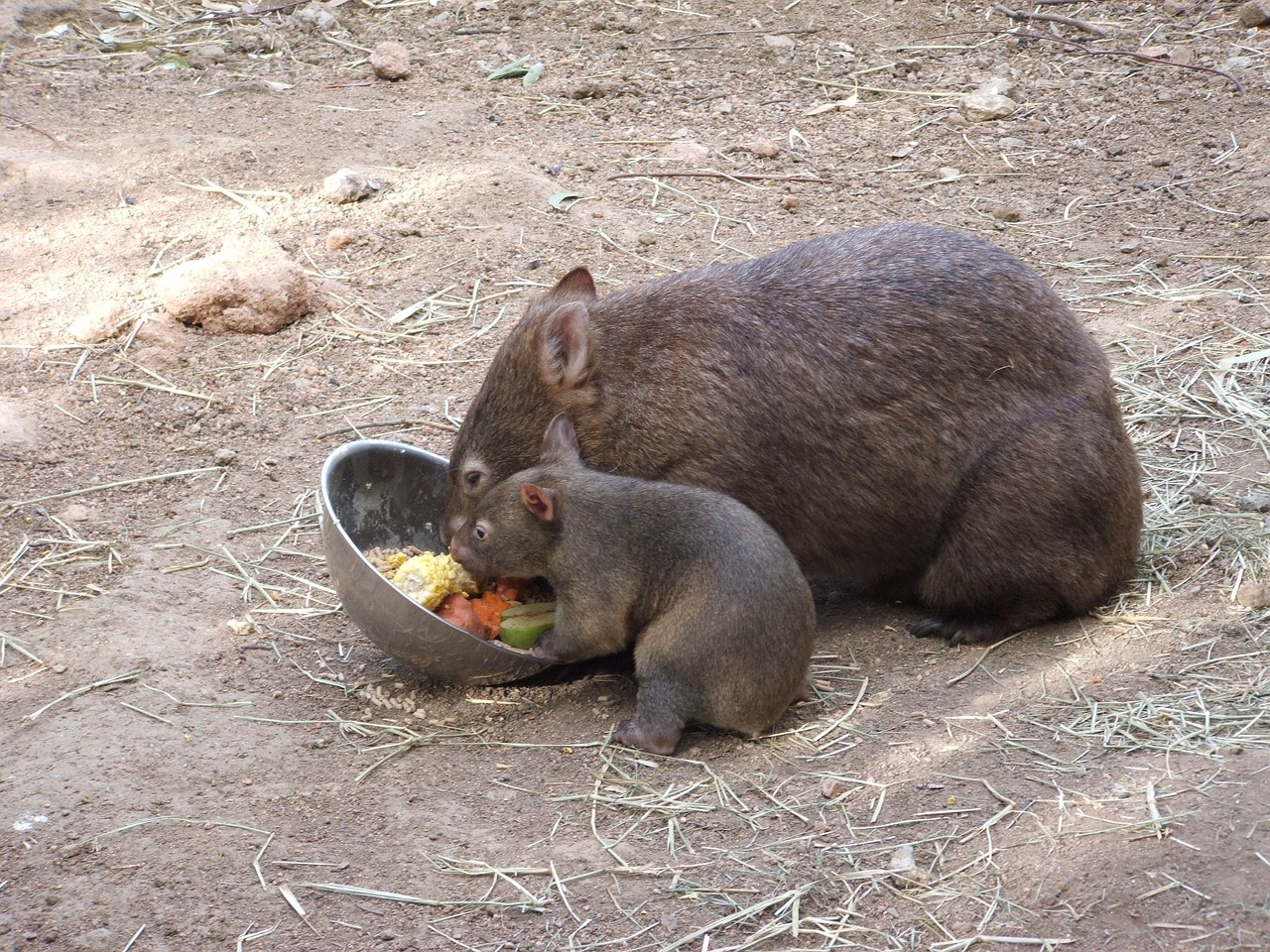 Wombat