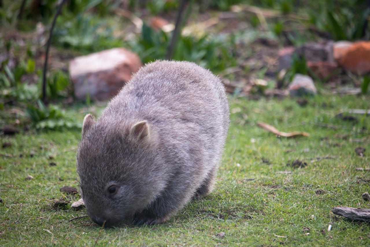 Wombat pet