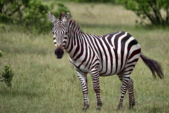 Interesting Facts About Zebras