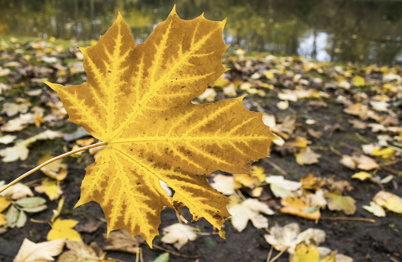 Leaves in the Fall