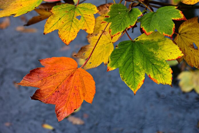 Why Do Leaves Change Color in the Fall?