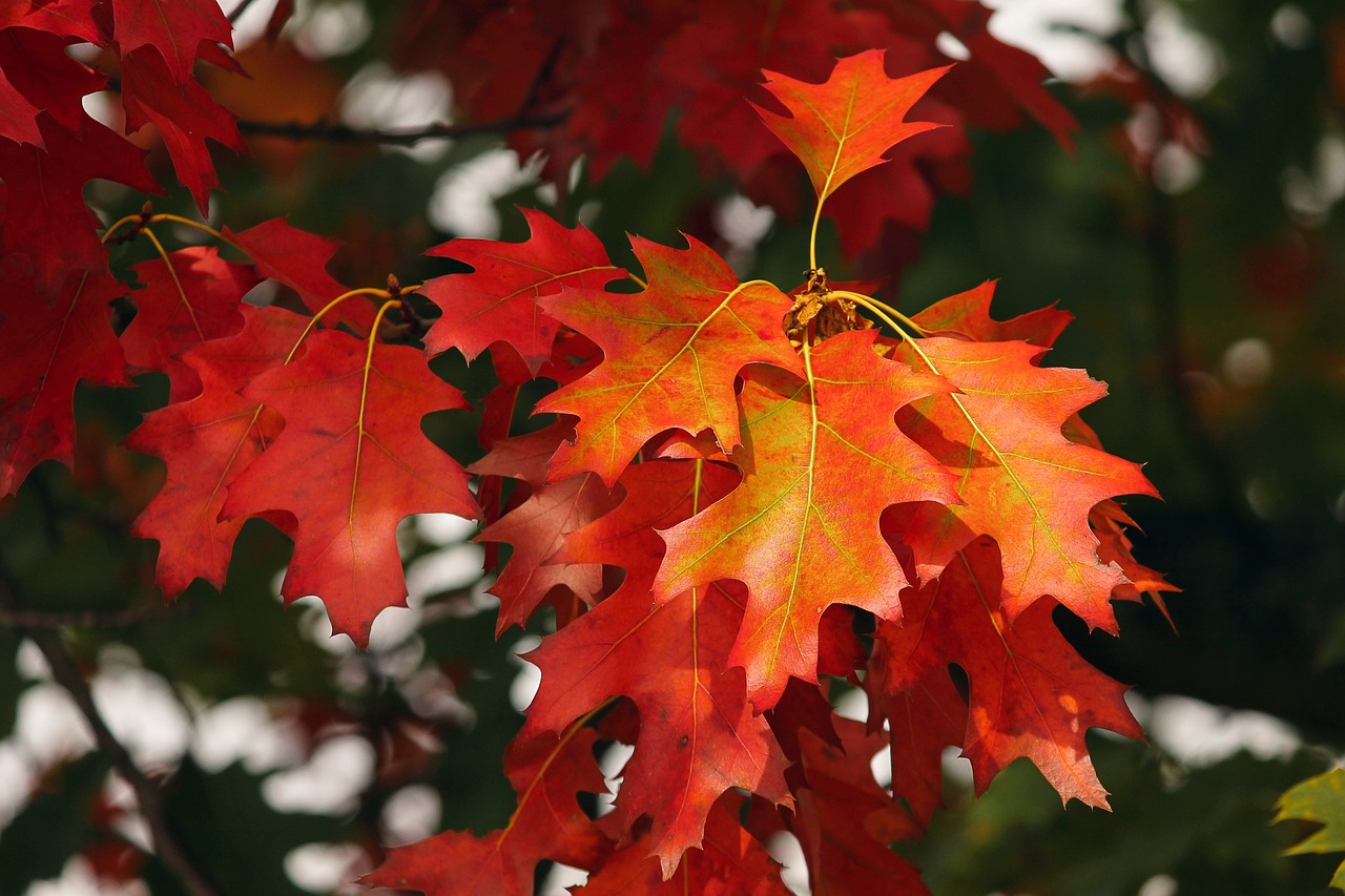 Red leaves