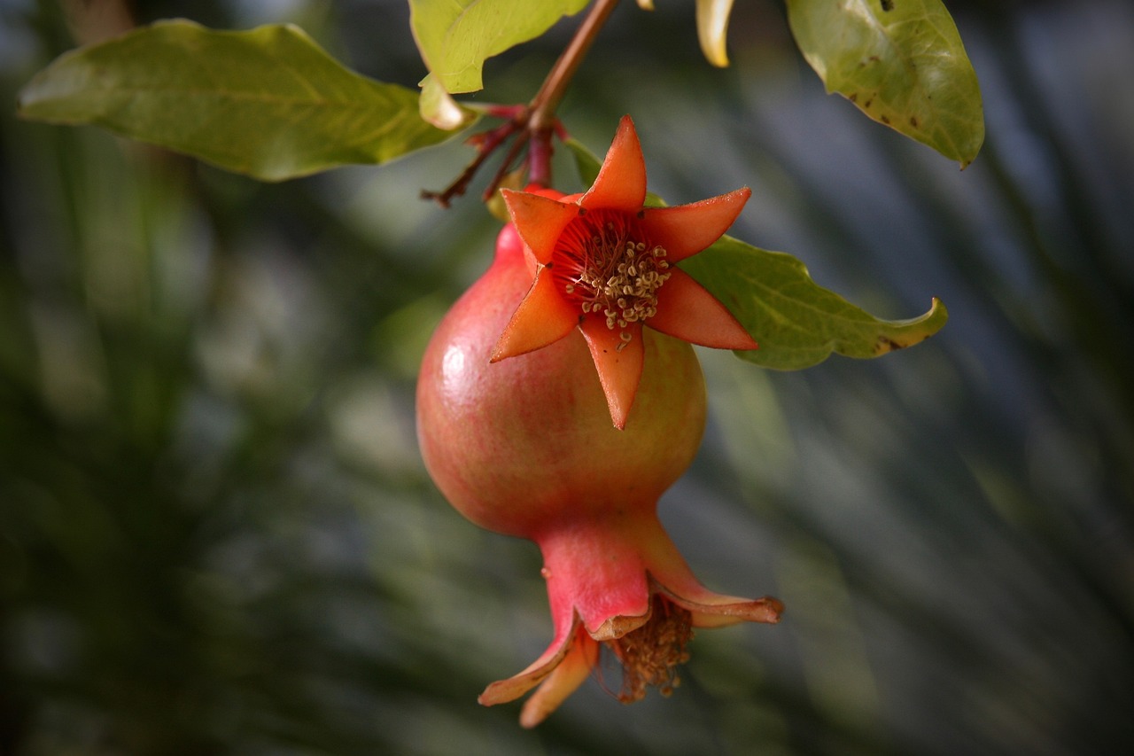 Pomegranate bloom