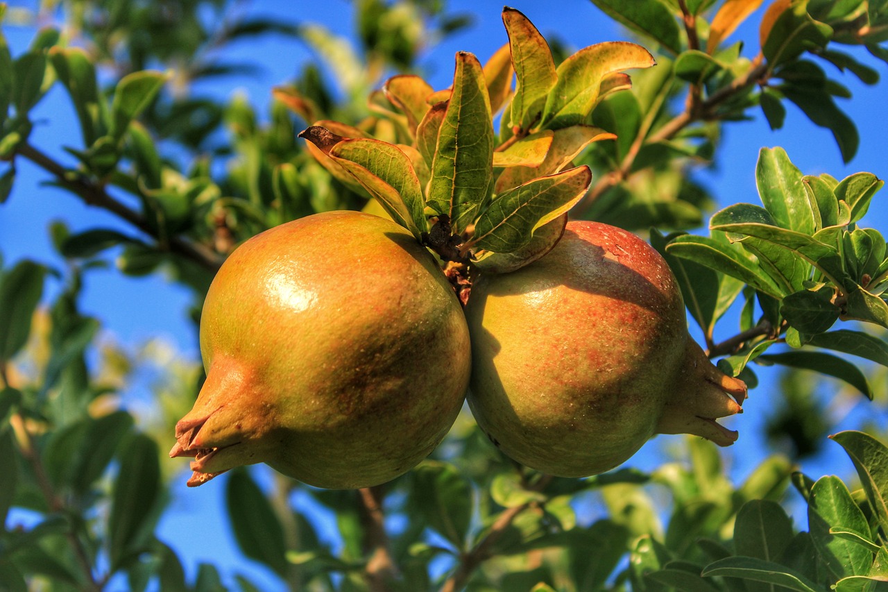 Pomegranate growing