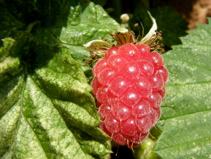 Interesting Facts About Loganberries