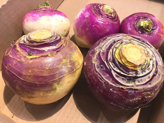 Interesting Facts About The Rutabaga