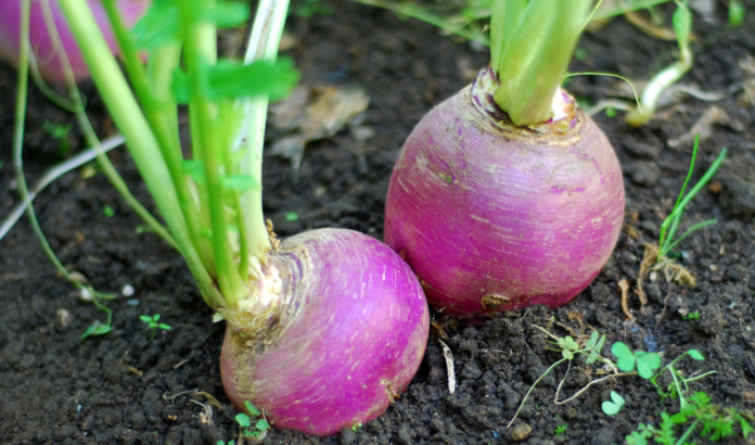 Interesting Facts About Turnips