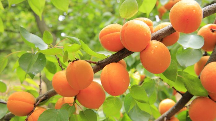 Interesting Facts About Apricots