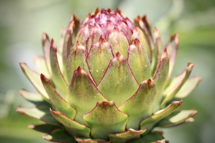 Interesting Facts About Artichoke