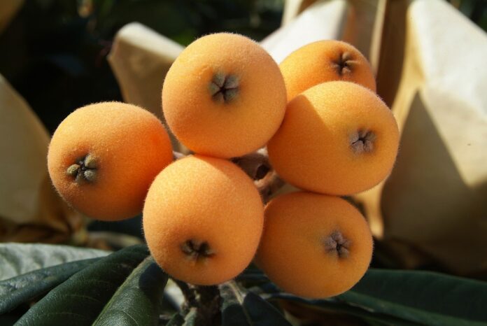 Interesting Facts About Loquats