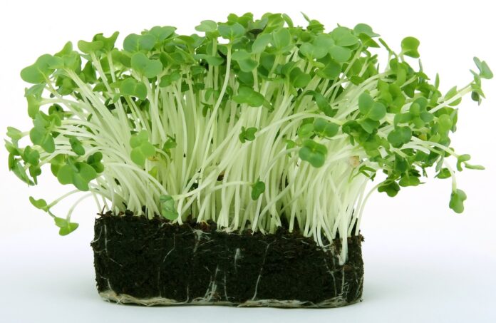 Interesting Facts About Cress