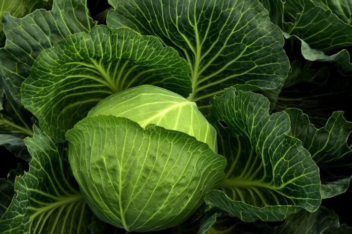 Interesting Facts About Cabbage