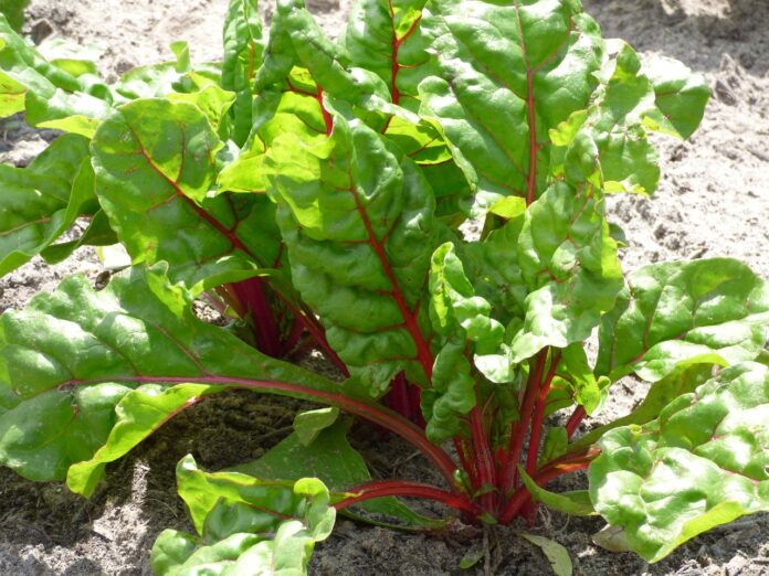 Interesting Facts About Chard