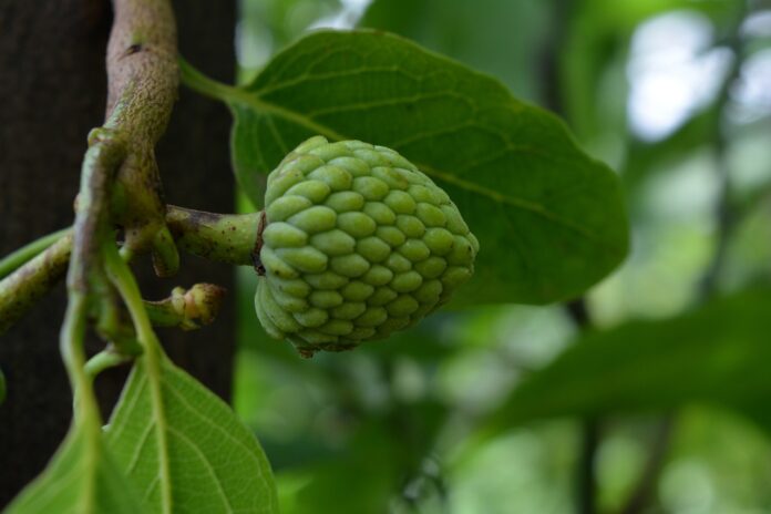 Interesting Facts About Cherimoya