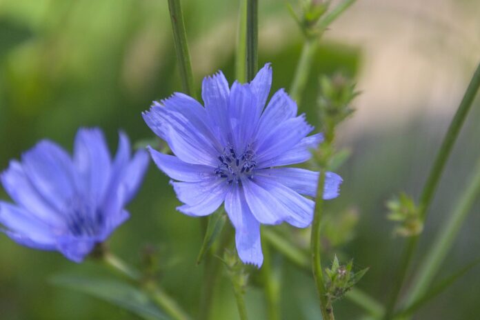 Interesting Facts About Chicory