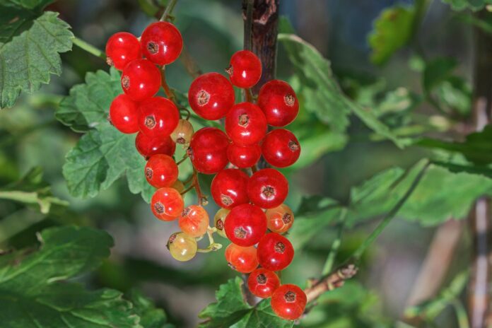 Interesting facts about currants