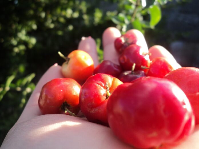 Interesting Facts About Acerola