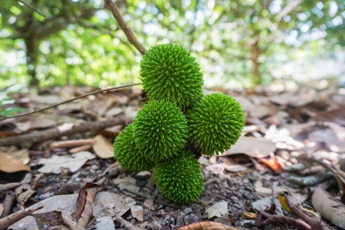 Interesting Facts About Pulasan