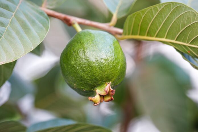 Interesting Facts About Guava