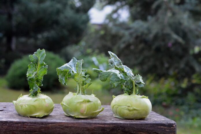 Interesting Facts About Kohlrabi