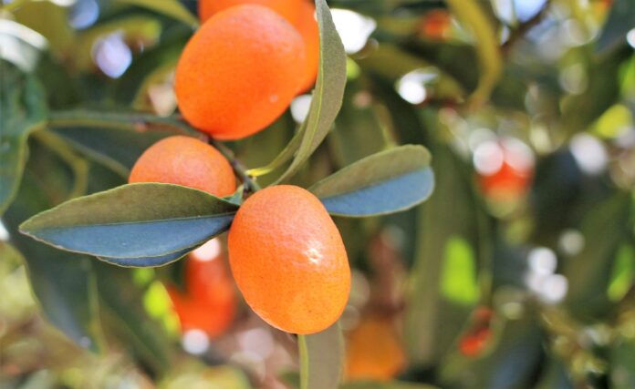 Interesting Facts About Kumquats