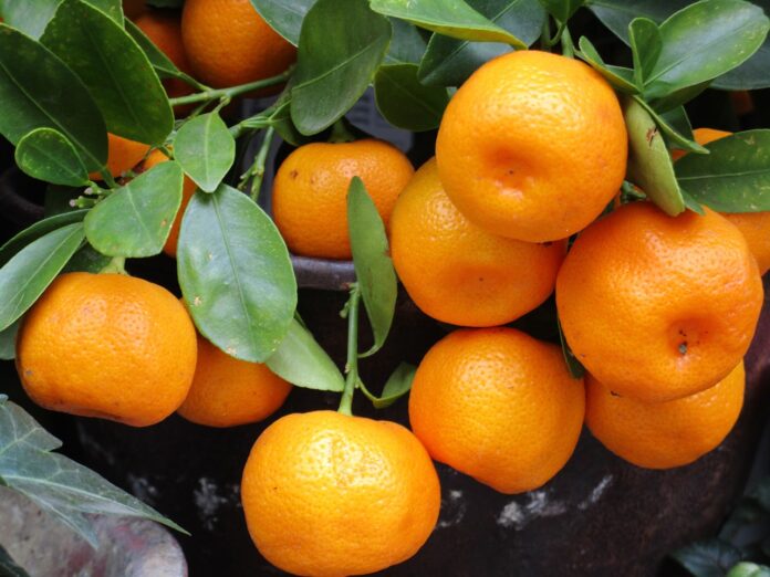 Interesting Facts About Mandarin Fruit