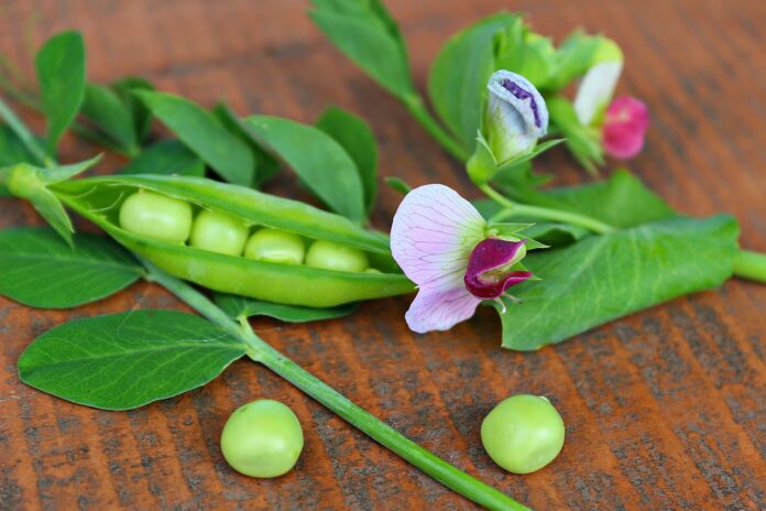 Interesting Facts About Peas