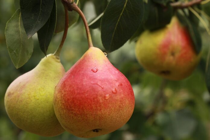 Interesting Facts About Pears