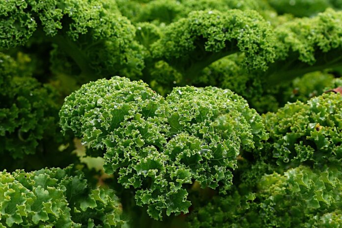 Interesting Facts About Kale