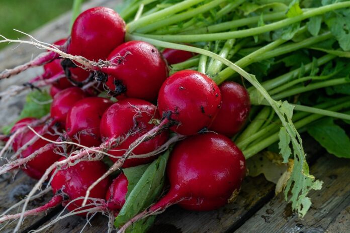 Interesting Facts About The Radish