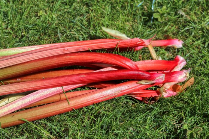 Interesting Facts About Rhubarb