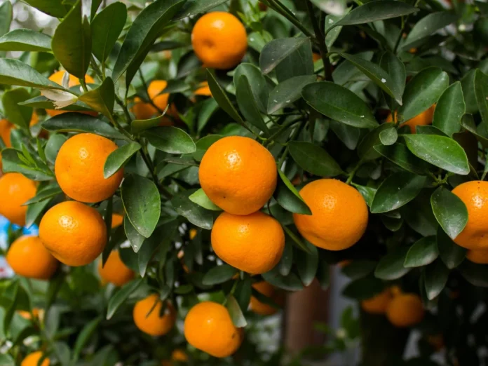 Interesting Facts About Satsuma