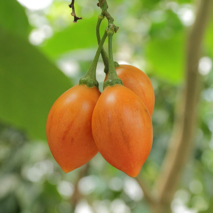 Interesting Facts About Tamarillo