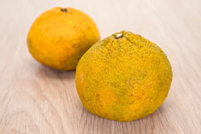 Interesting Facts About Ugli Fruit (Jamaican tangelo)