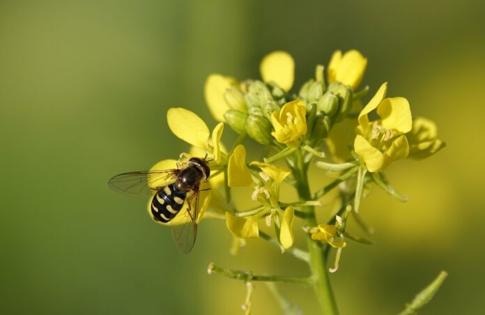 Interesting Facts About Mustard