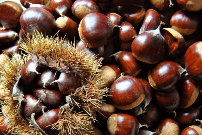 Interesting Facts About Chestnuts